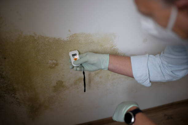 Best Mold Removal Process  in Pine Island, MN
