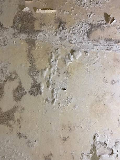 Best Black Mold Removal  in Pine Island, MN