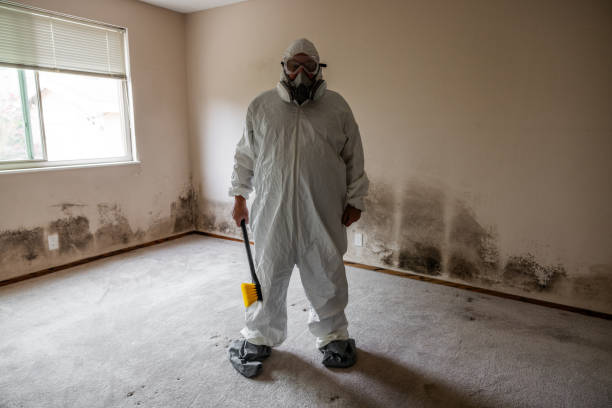 Mold Removal and Inspection in Pine Island, MN