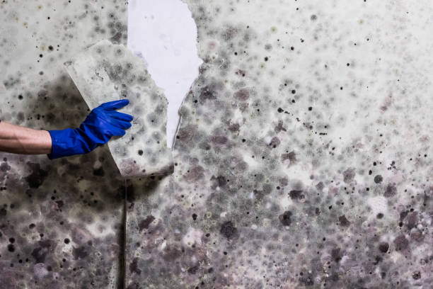 Best Mold Testing  in Pine Island, MN
